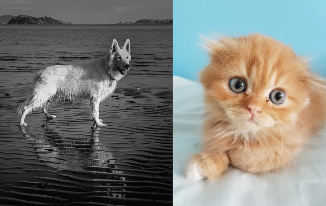 Animal magic in week three of our #PhotographersWold competition