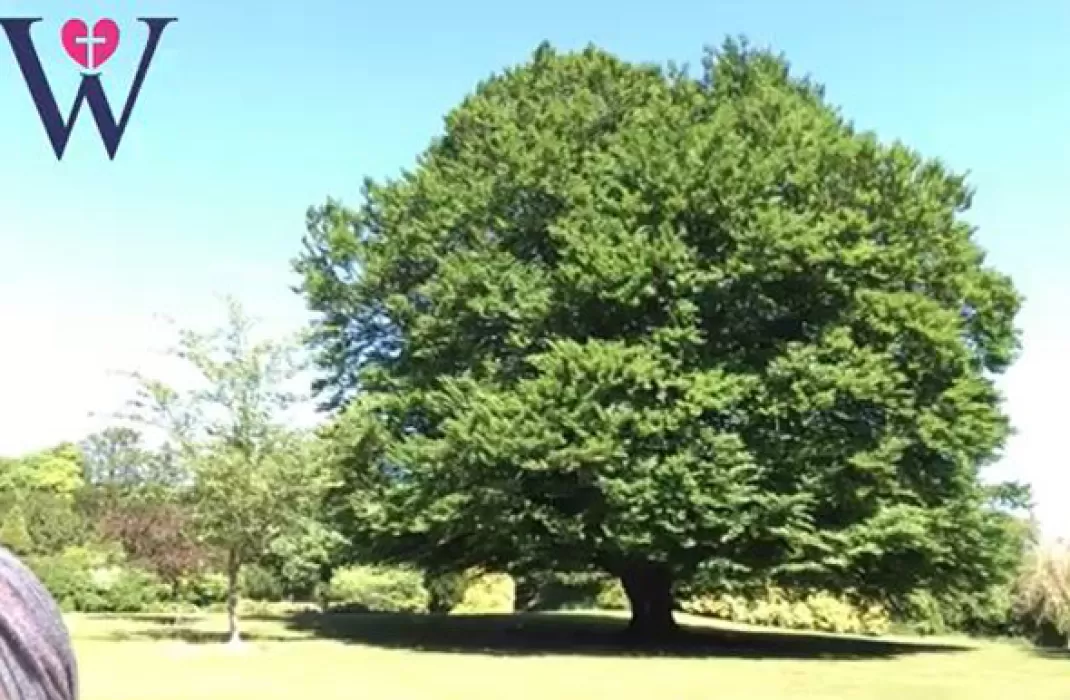 Gardeners’  Wold Episode 5: Trees and seeds
